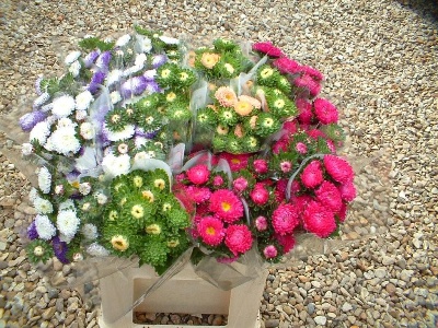 English Asters